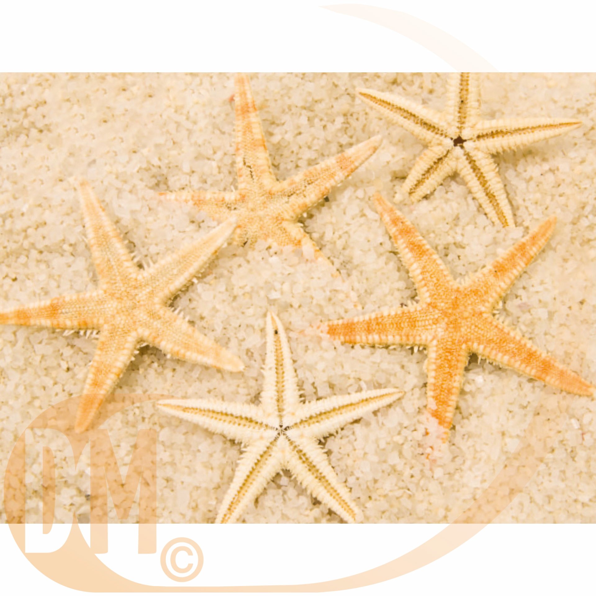 Decor en veritable etoile de mer