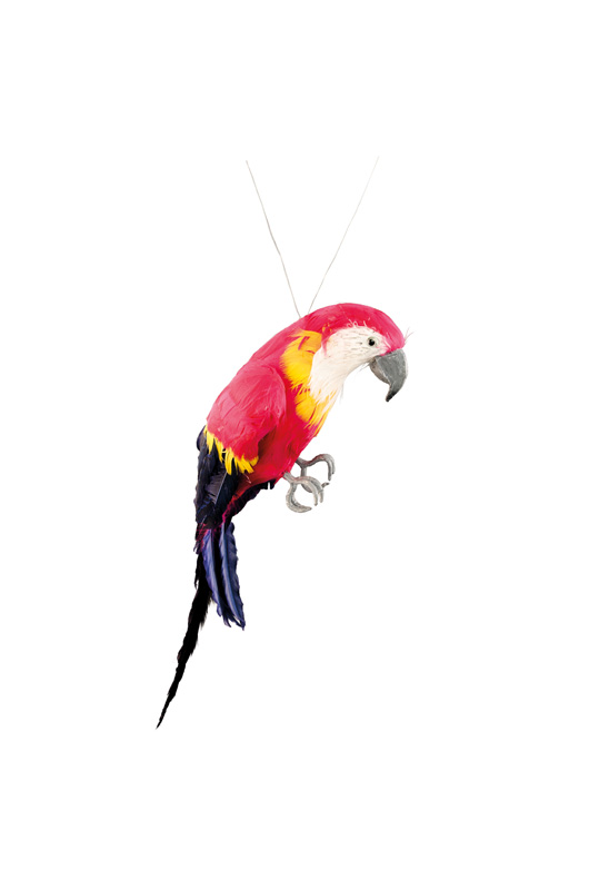 Perroquet